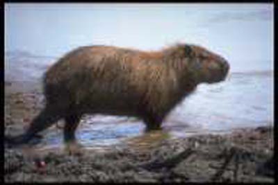 capivara-0007